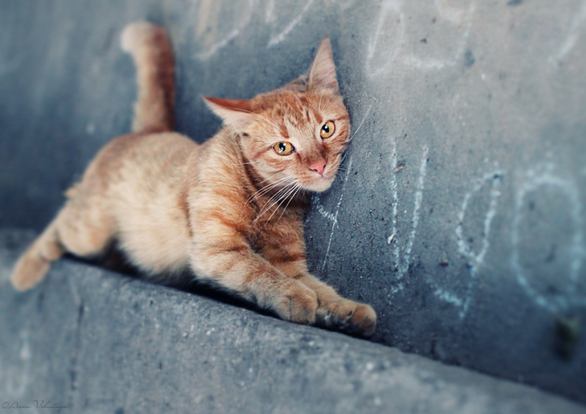 On the paving | red , lie, cat