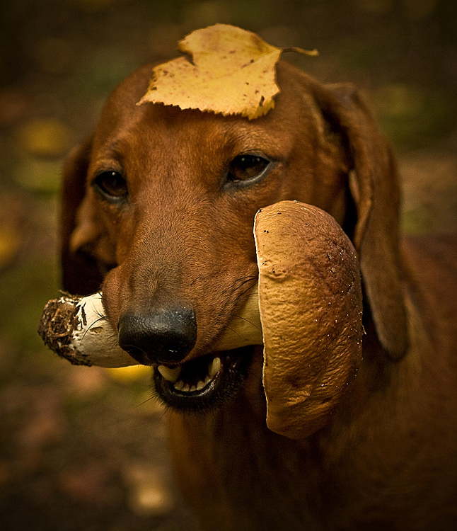 Mushroom gatherer