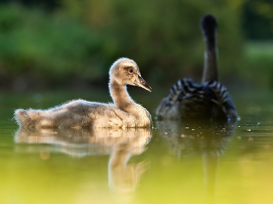 Black swan