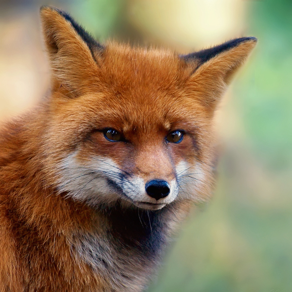 Red fox