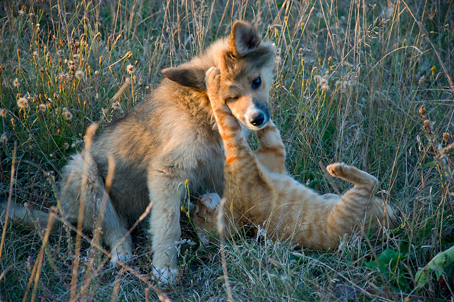 Friendship of opposites | cub, cat, lie, pair, field, dog