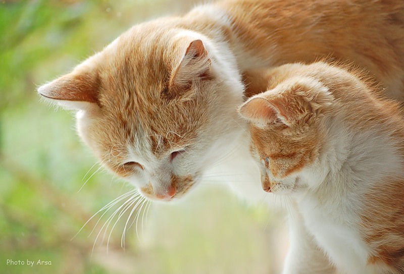 Dad and son | cub, cat