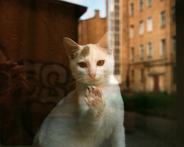 Neighbor | cat, window