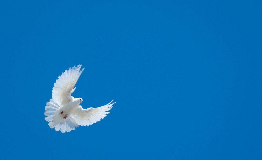 Bird of Happiness | bird, sky