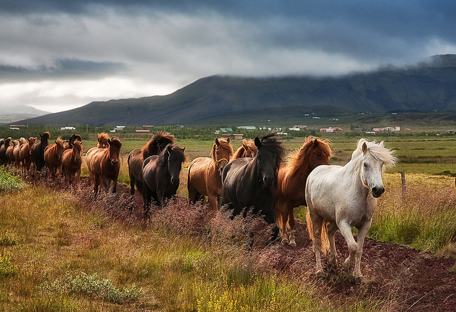 Herd on the march