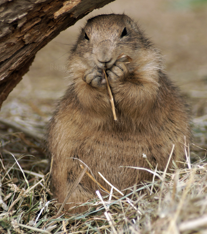 Stocks for the winter | food, grass, gopher