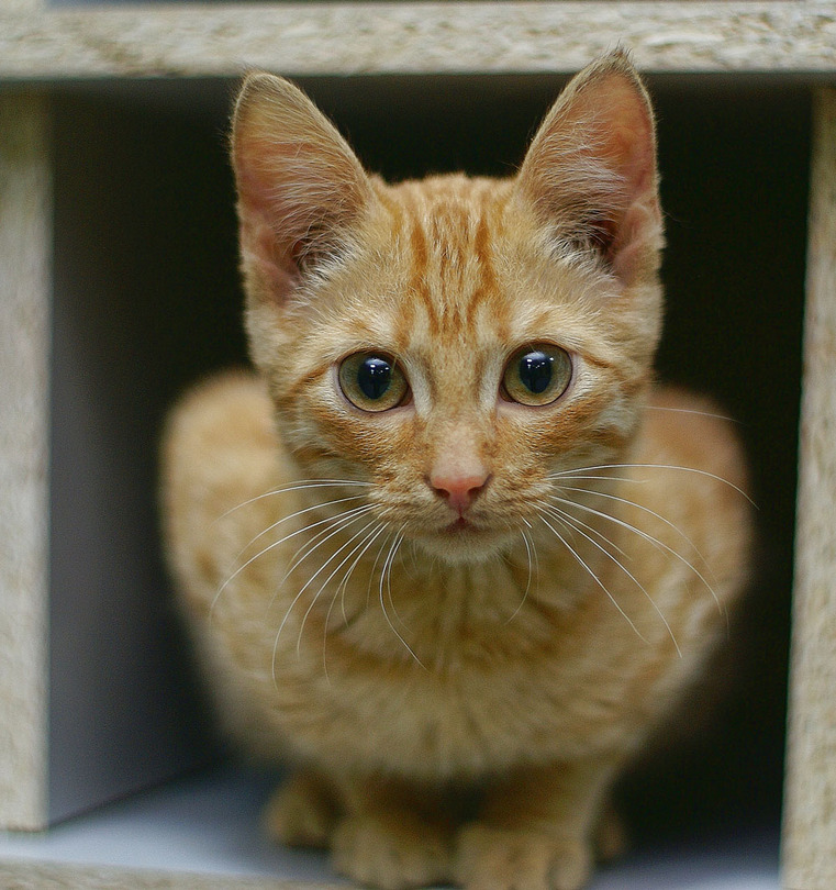 Concentrated | cat, sitting