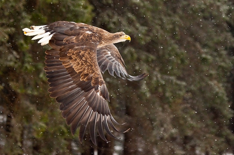 Large flight