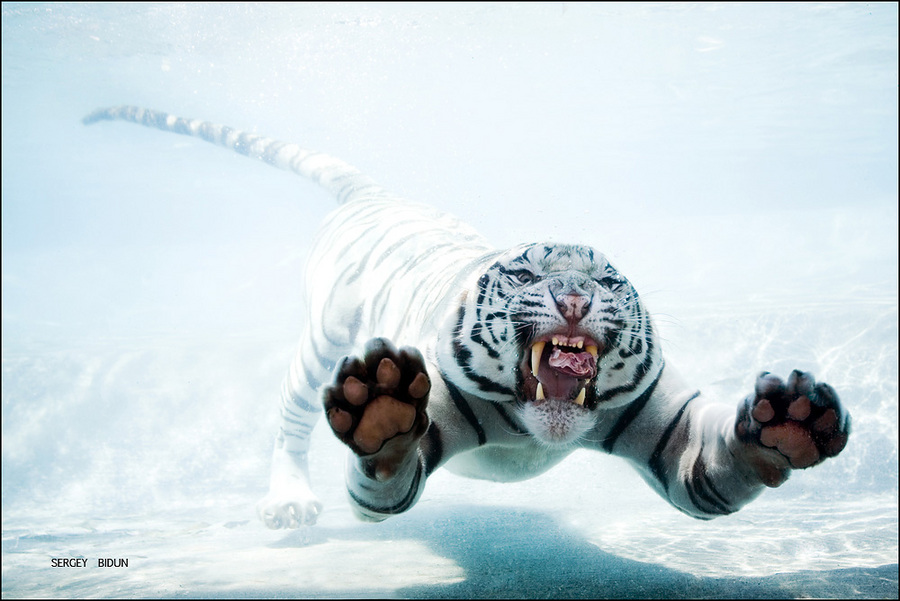 White Tiger