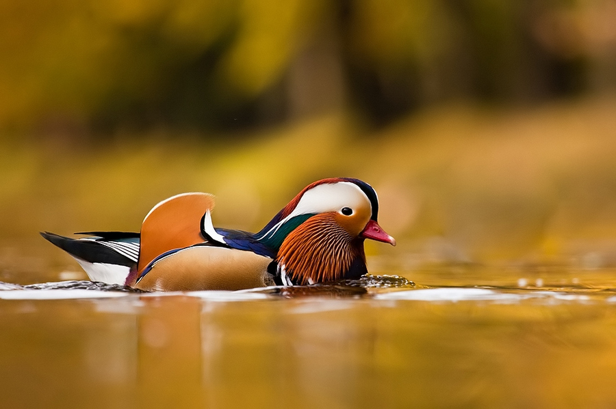 Colorful duck