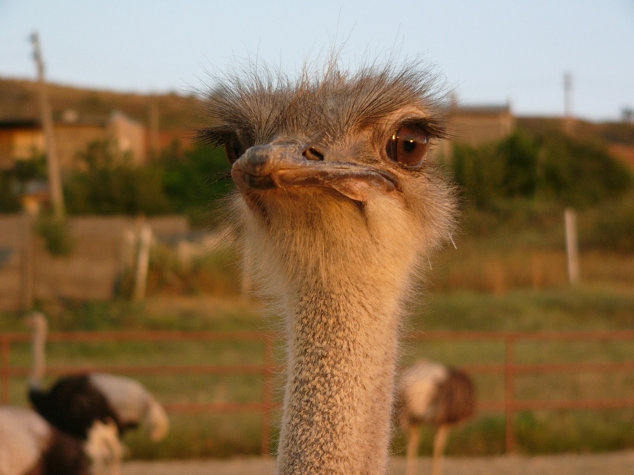 Hello, here I am | beak, bird, ostrich, head