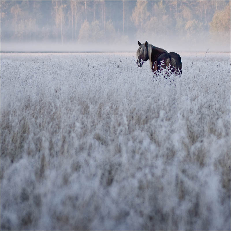 By the first frost