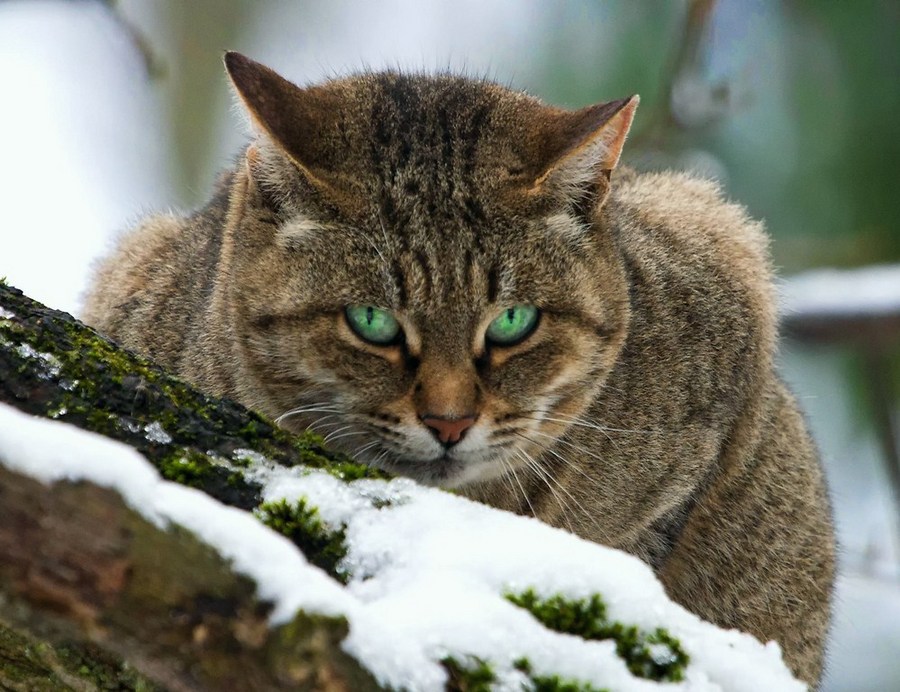 Green-eyed predator