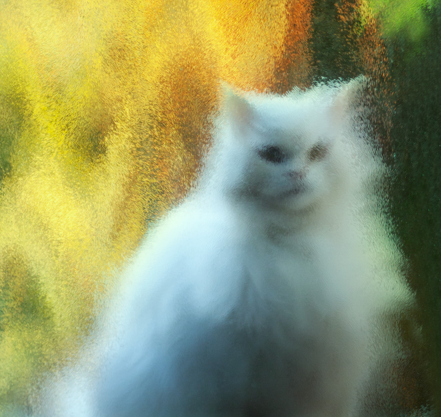 White cat in frosted glass