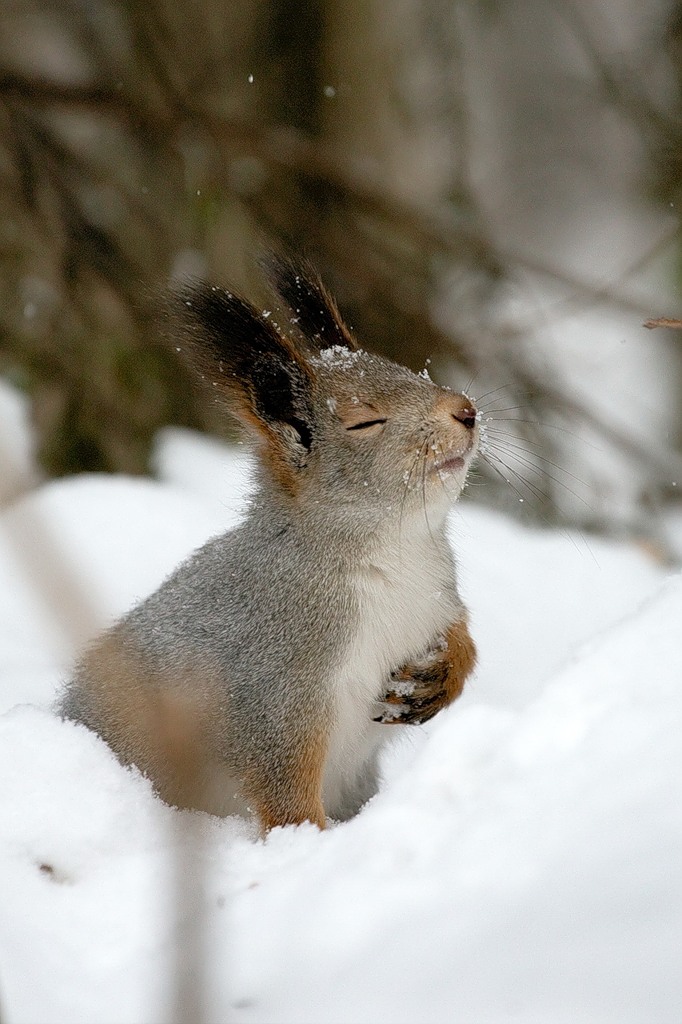 Initiation of squirrels