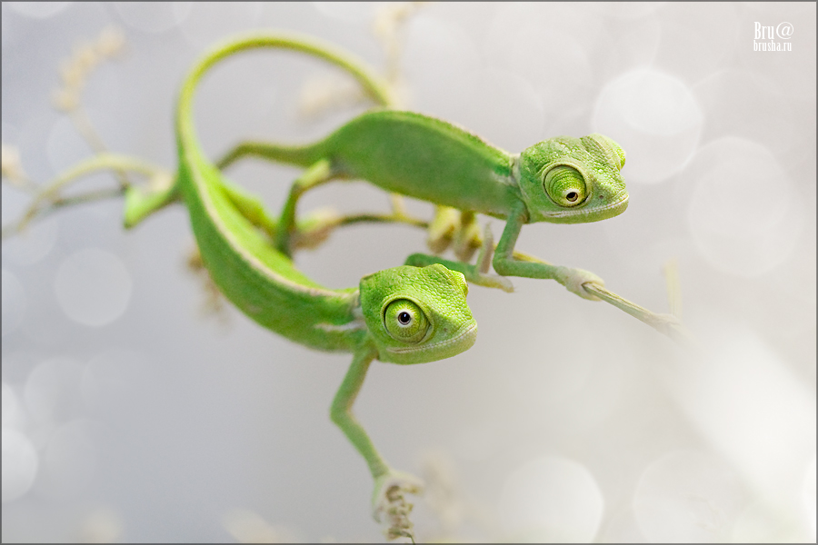 Chameleon or dragon | tail, Chameleon , green