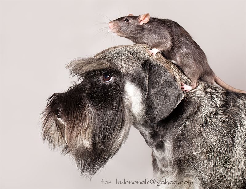 Highly sit, look away! | mouse, pair, dog, whiskers, tail