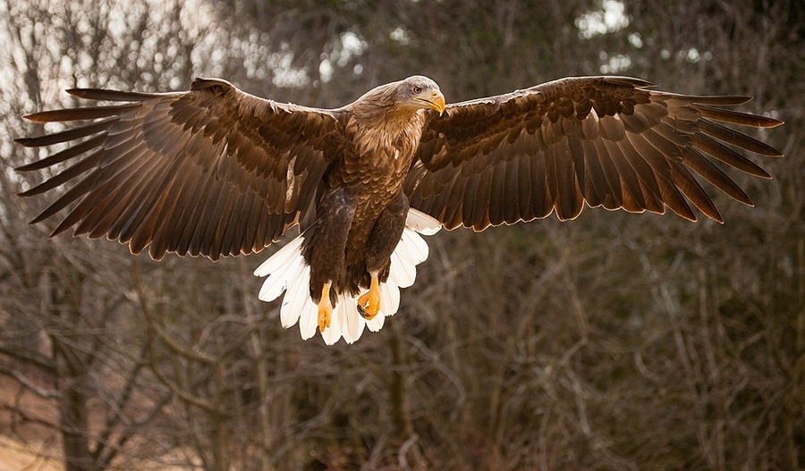 Sea eagle