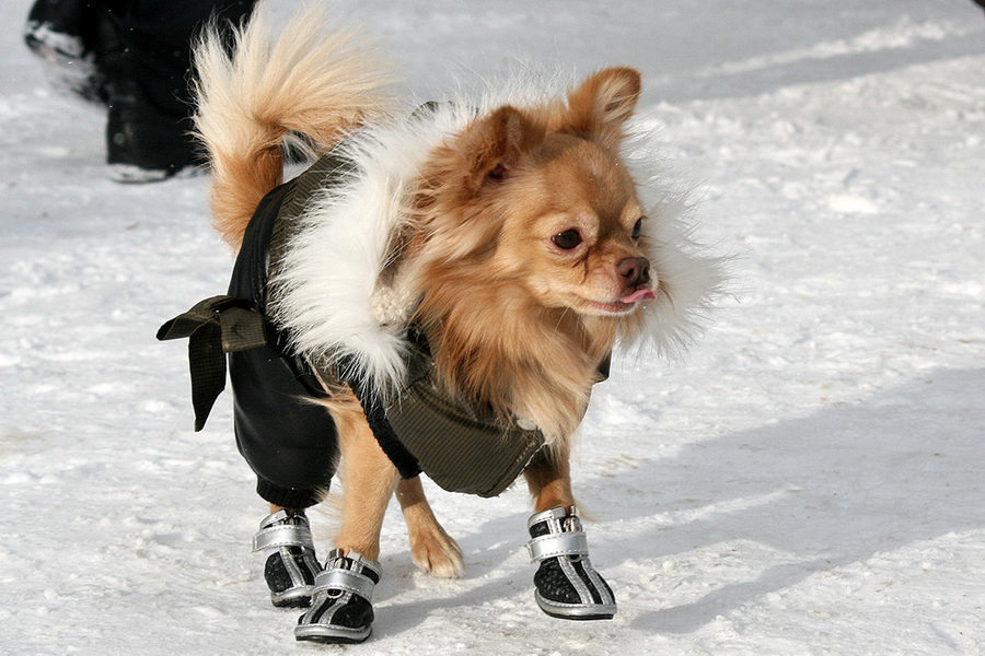 Fashion-monger | snow, dog, tongue 