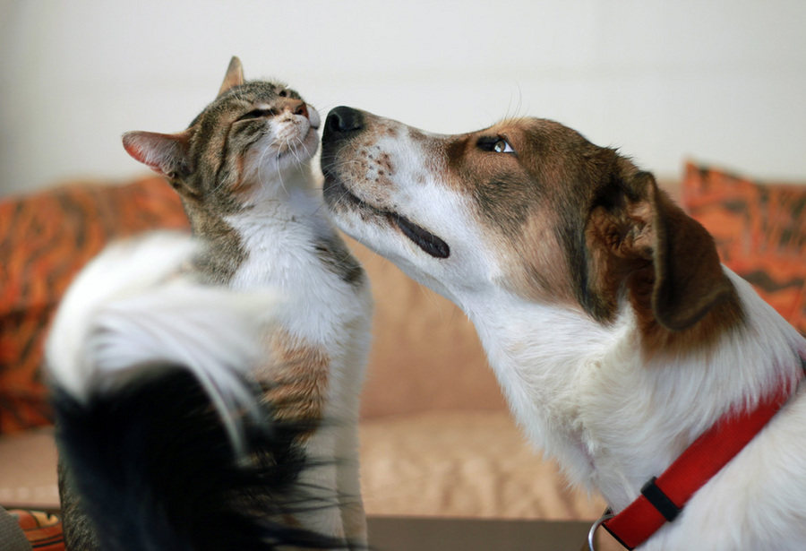 Unrequited love | cat, dog