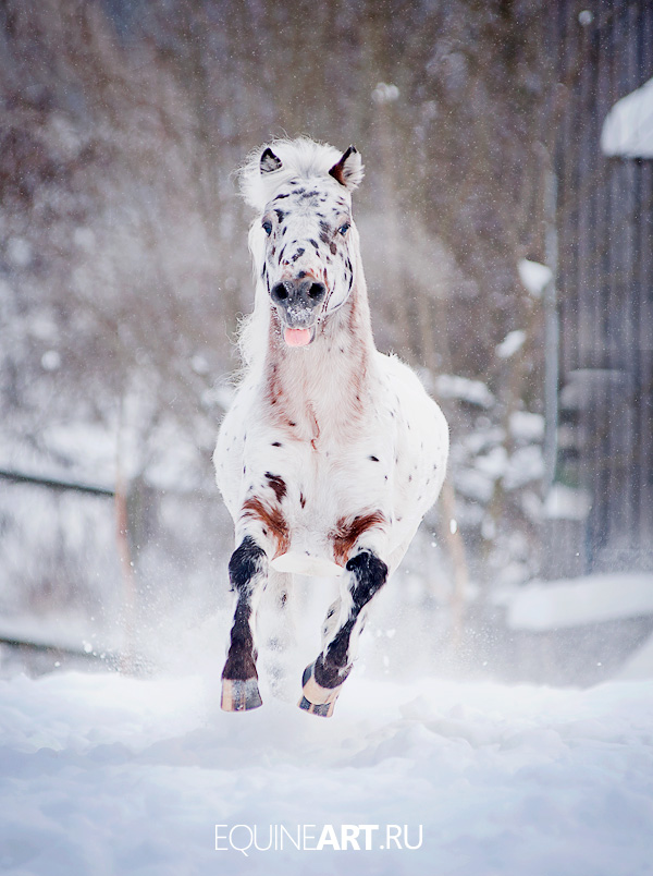 Cheerful horse | motion, horse, snow