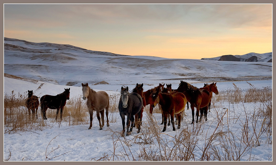 Remains of the herd