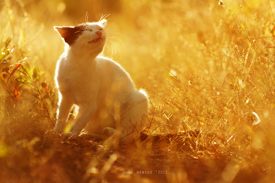Satisfied with life | cat, field
