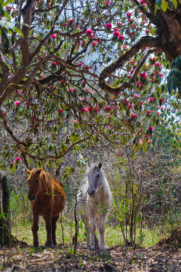 Ying and Yang | leaves, horse