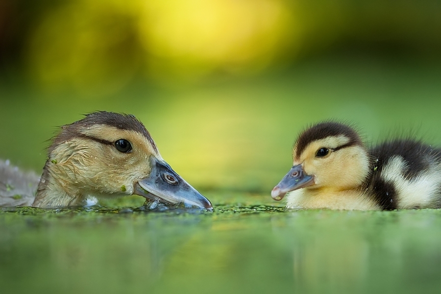 Duckling in the pond