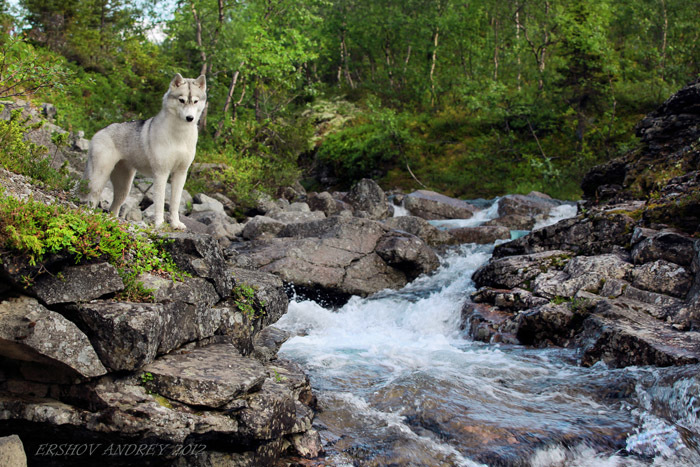 Husky by the stream