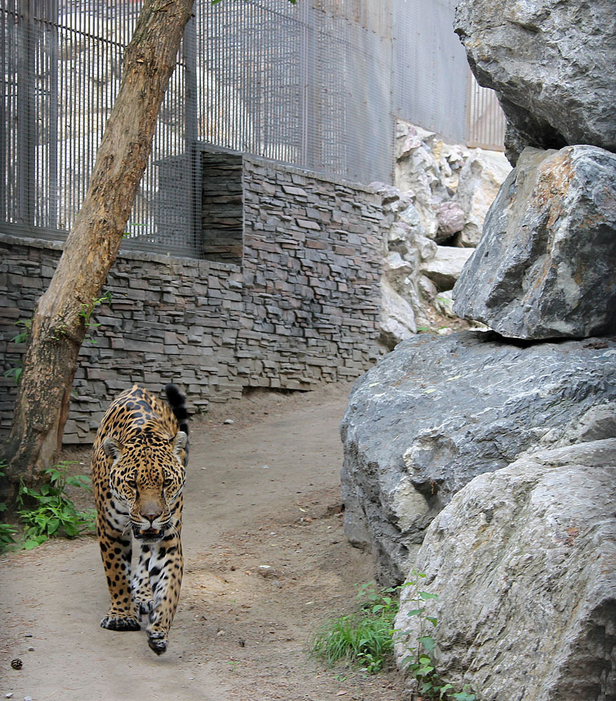 Novosibirsk zoo