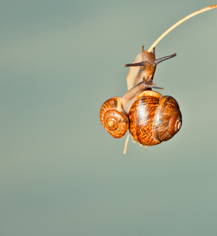 Climbing snail