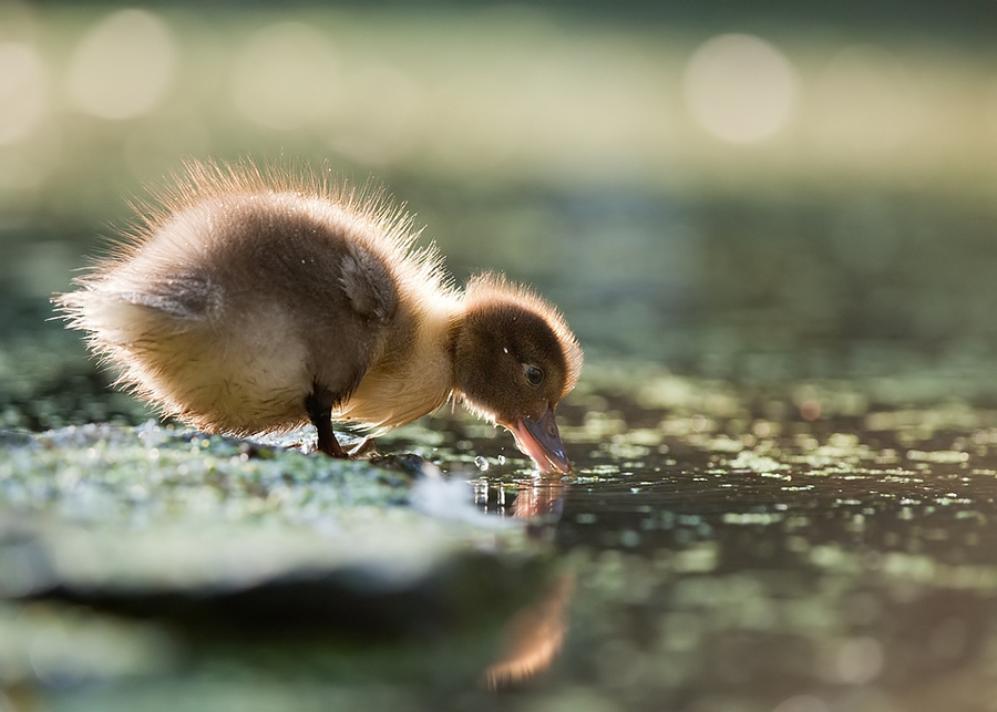 Duckling drinking water