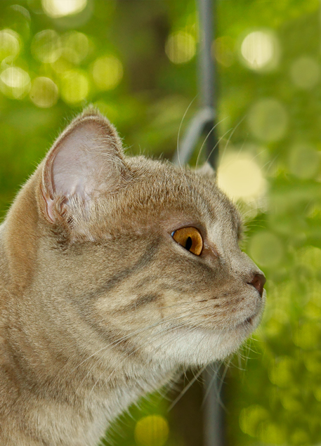 Cat on the window