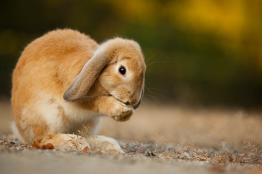 Rabbit washes hands