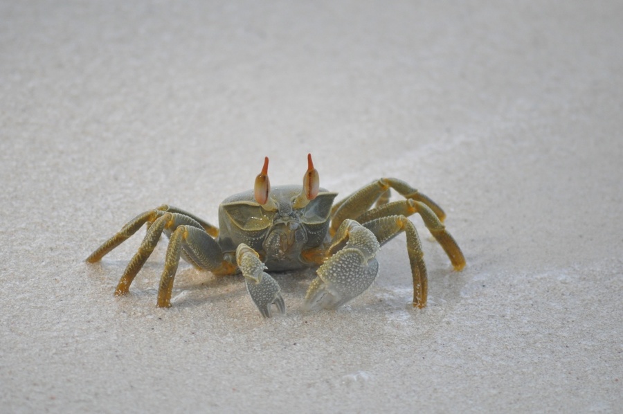 Crab on the sand