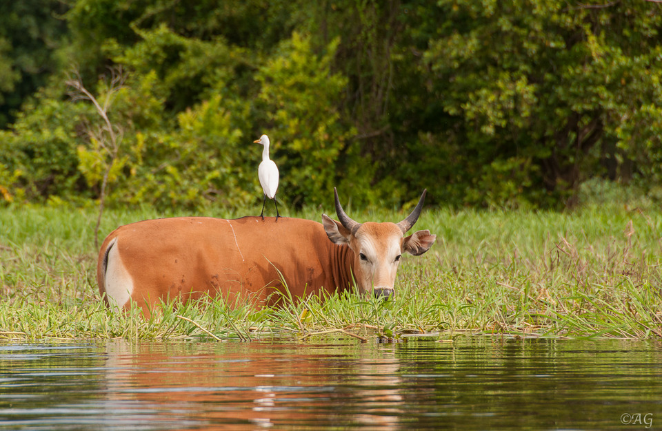 Cow and heron