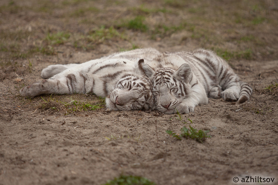 White striped tiger have a rest