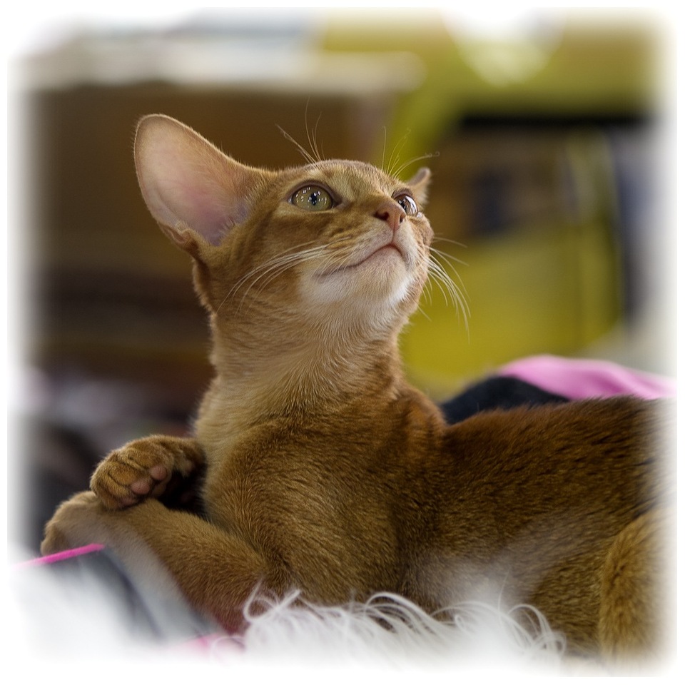 Cat with big ears staring Cat with big ears staring