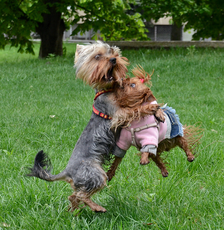 Dog gives a hug