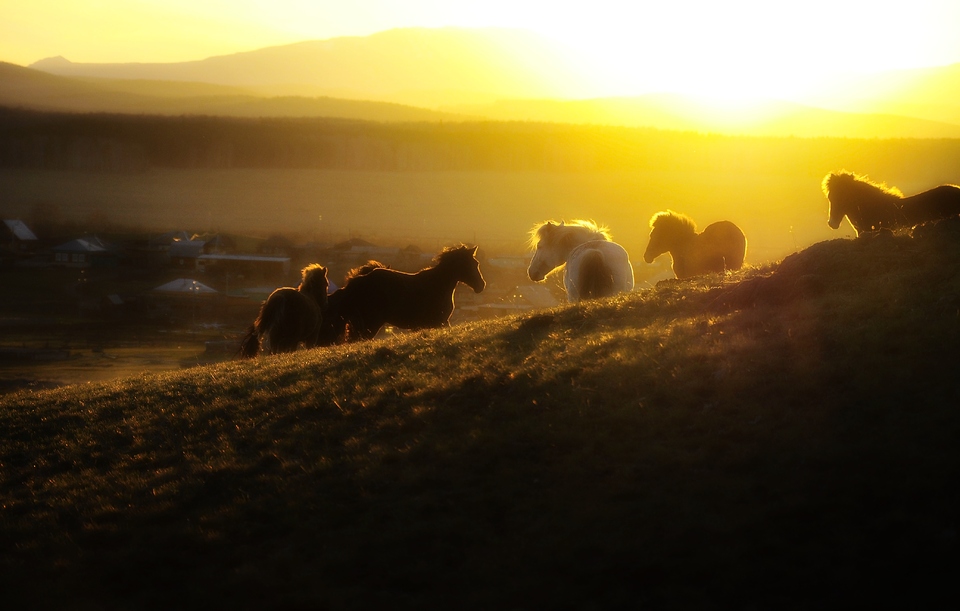 Silhouette of the herd of horses against the sunset in the mountains