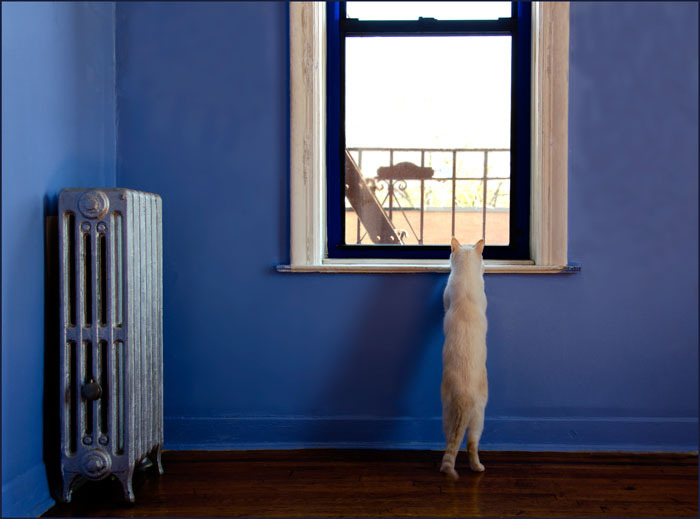 the white cat standing on hinder legs looks out of the window