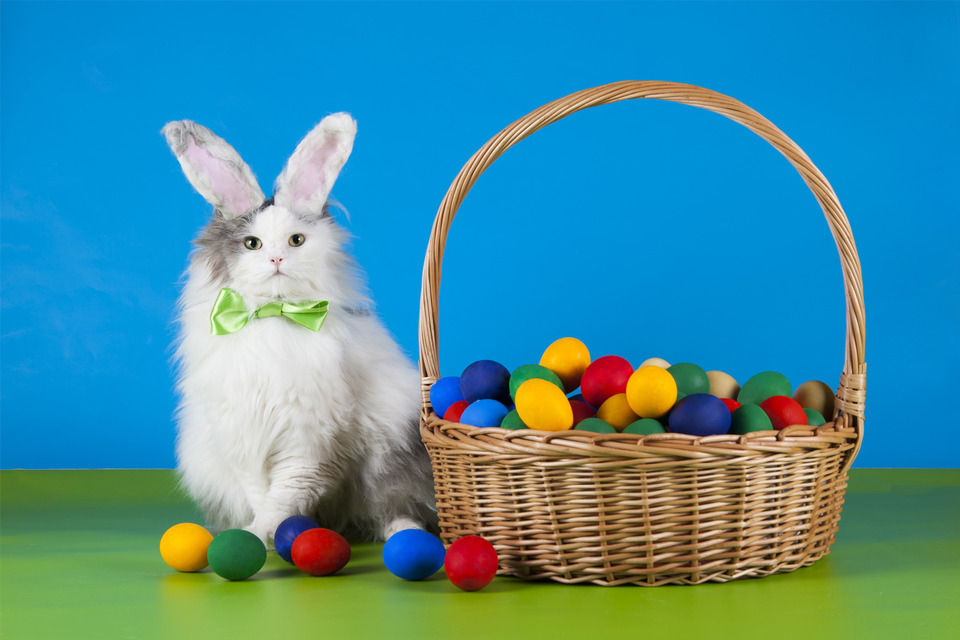 Cat in rabbit suit with eggs