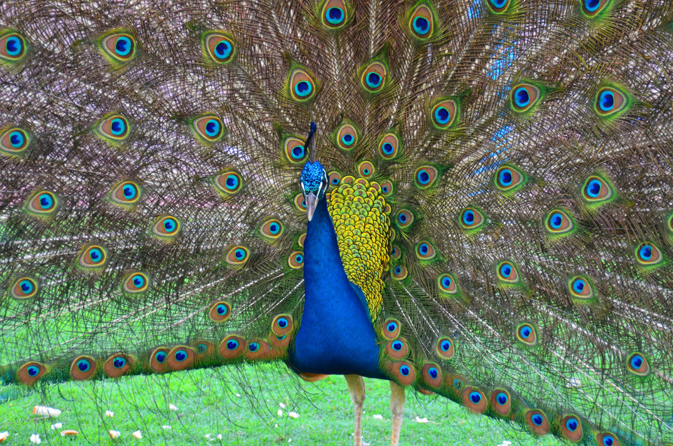 The dark blue peacock spreading its tail