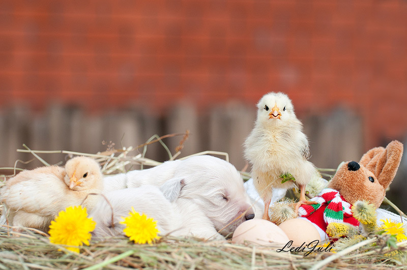 Chickens ond puppies