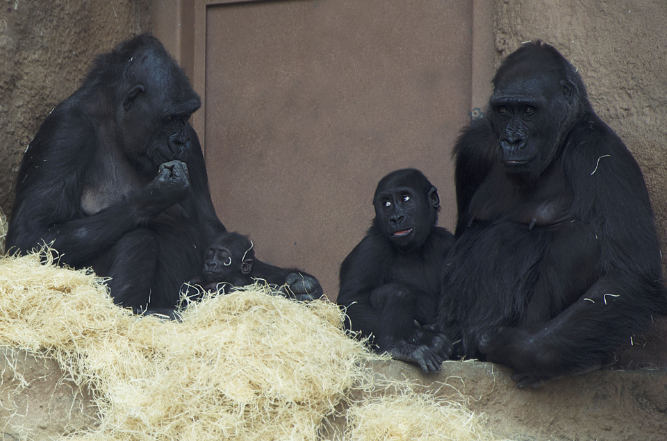 The pair of adult black orangutans sitting in the straw with their cubs