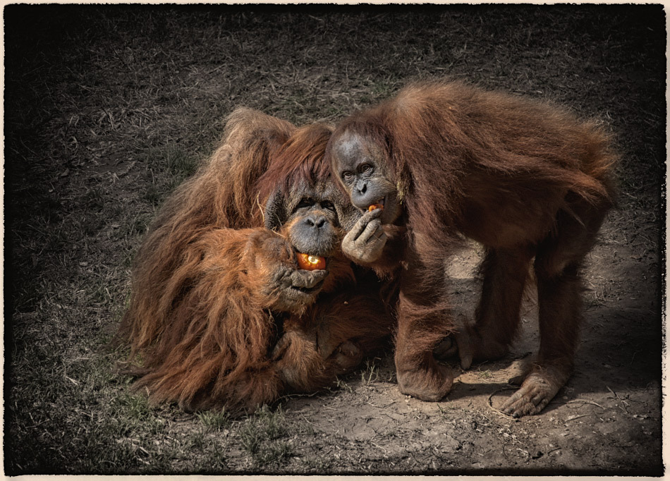 Gorillas posing