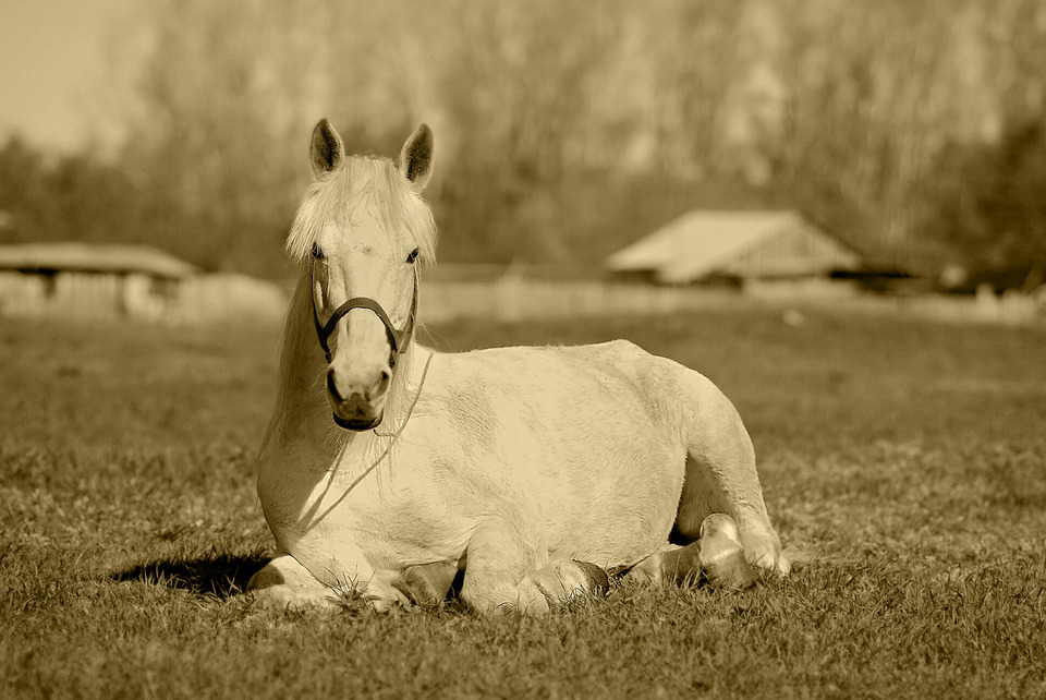 Black & white horse