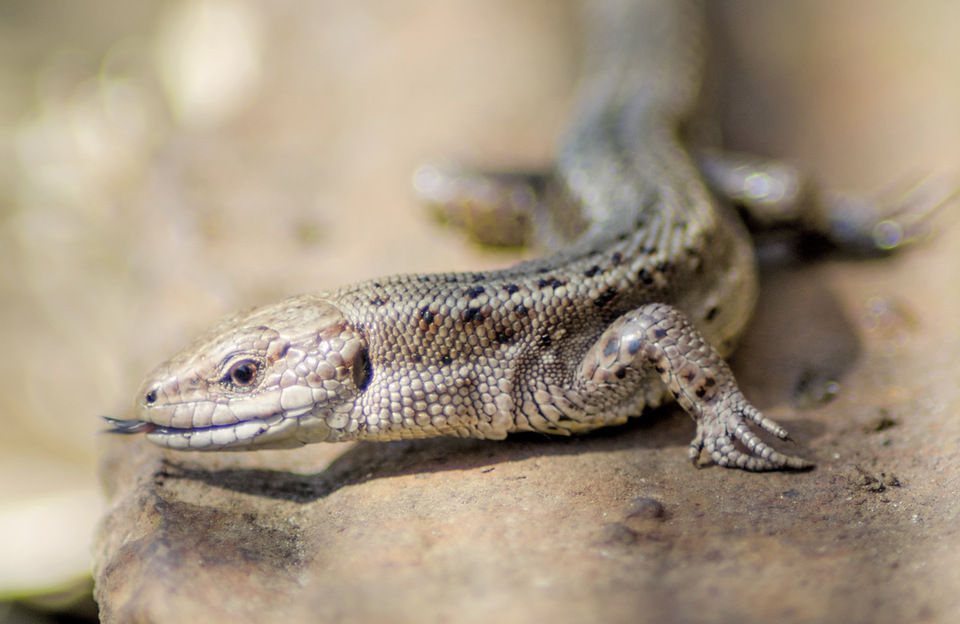 A double tongue lizard lying on the ground