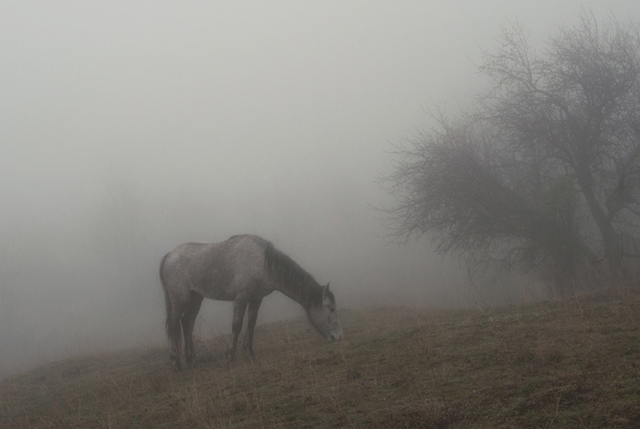 Horse eats grass